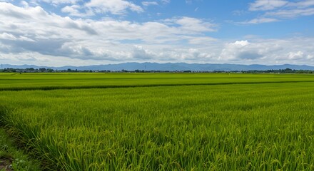 Expansive green rice fields in the countryside under a blue sky with white clouds, showcasing the beauty of fertile rural nature.	