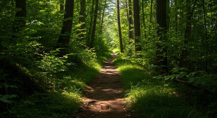 Obraz premium A narrow hiking trail in a dense green forest. 