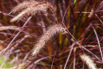A captivating close-up showcases the intricate details of ornamental grass, with its feathery...