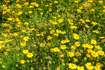 Obraz premium A vibrant field of yellow wildflowers basks in the sunlight, creating a cheerful and inviting scene. The delicate petals and lush green foliage offer a refreshing view of nature's beauty.