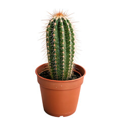 Potted prickly pear cactus houseplant isolated on a transparent background