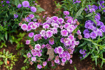 A lush array of purple aster flowers blooming in a garden, offering a vibrant and captivating natural scene. The intricate details of the petals and foliage enhance its visual appeal.