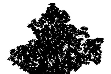 Illustration, silhouette of oak branch on transparent background