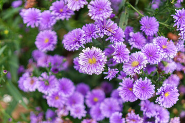 Obraz premium A vibrant tapestry of purple flowers creates an atmosphere filled with serenity. The image showcases nature's beauty and the flowers present a soothing palette of floral colors.