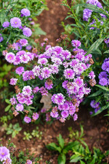 Fototapeta premium A beautiful cluster of purple asters, their vibrant blooms creating a stunning display of color and texture, symbolizing nature's artistry in full bloom and natural elegance.