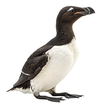 Extinct Great Auk flightless seabird replica isolated on a transparent background