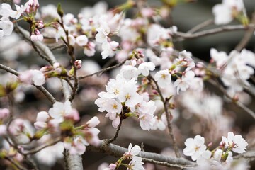 春に咲くソメイヨシノ