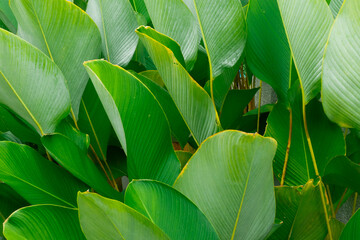 Artistic composition of layered green banana leaves forming natural abstract patterns, ideal for wallpapers, backgrounds, and biophilic design concepts.