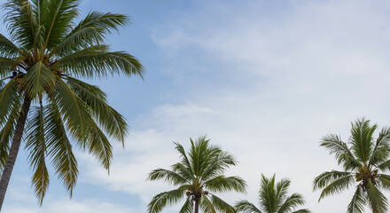 Tall palm trees with lush green fronds against bright blue sky with wispy white clouds. Tropical paradise view creating natural summer vacation atmosphere for travel advertisements