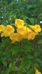 Tecoma stans or common names include Yellow Trumpetbush, Yellow bells, Yellow elder, Ginger thomas flower