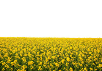field of yellow flowers