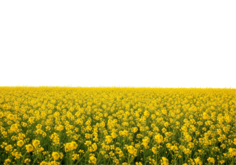 field of yellow flowers