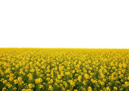 field of yellow flowers