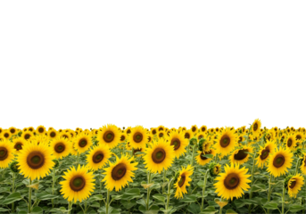 sunflowers on white background