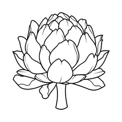 Artichoke Line Drawing Illustration