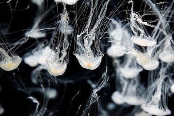 A mesmerizing Chrysaora pacifica jellyfish glides through the water, its translucent bell pulsing...