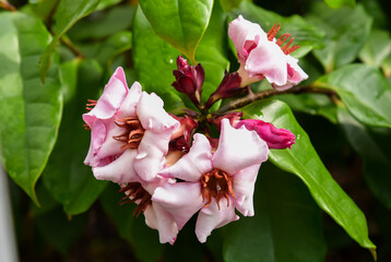 Closeup of pink Strophanthus gratus flowers known as Climbing Oleander or Cream Fruit with twisted petals and green leaves in natural garden light