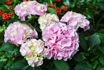 Obraz premium Light pink Hydrangea macrophylla flowers, called Bigleaf or French Hydrangea, from Hydrangeaceae family, blooming beautifully in garden.