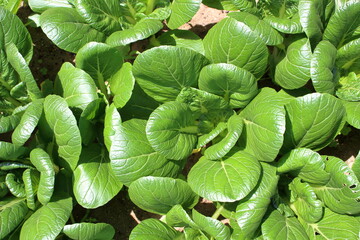 大地の恵み受け育つ小松菜の豊かな表情