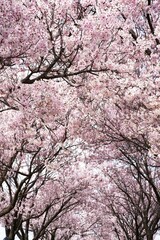満開のピンクの桜のトンネル