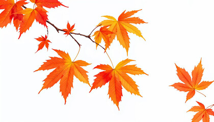 autumn leaves isolated on white