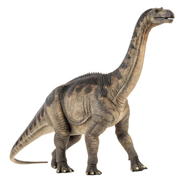 Fototapeta Saltasaurus dinosaur armored sauropod from Argentina isolated on a transparent background