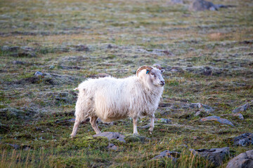 Icelandic sheep feeding on grass in the highlands mountains in the morning iceland