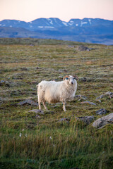 Icelandic sheep feeding on grass in the highlands mountains in the morning iceland
