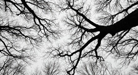 Silhouetted tree branches reaching up to the sky in a monochrome winter landscape