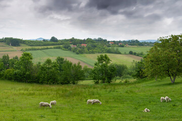 Rural area in western Serbia. Sheep grazing in the pasture.