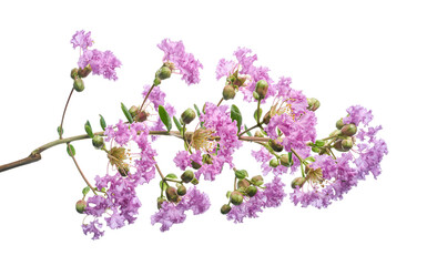 Purple Crepe myrtle flowers, Lagerstroemia indica, Purple flowers isolated on white background, with clipping path 