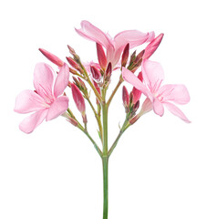 Nerium oleander, Pink oleander flowers isolated on white background with clipping path 