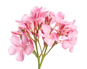 Nerium oleander, Pink oleander flowers isolated on white background with clipping path 