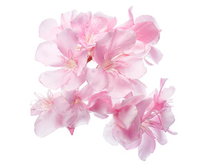 Nerium oleander, Pink oleander flowers isolated on white background with clipping path  