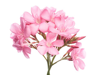Nerium oleander, Pink oleander flowers isolated on white background with clipping path  