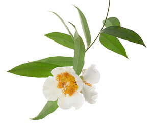 Mesua ferrea, Ceylon ironwood,  White flower isolated on white background with clipping path
