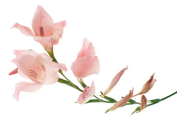Gladiolus flowers, Pink gladiolus blooming on branch isolated on white background, with clipping...