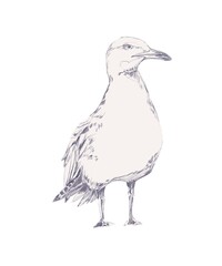 Seagull standing monochrome pencil sketch isolated on white background hand drawn minimalistic bird clipart detailed line art natural wildlife drawing for design and illustration projects
