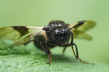 Closeup on a Blotch-winged or Banded Honeysuckle Sawfly , Abia fasciata on green vegetation