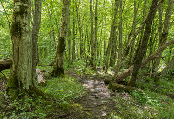 park area, trees in new greenery, spring colors, flowering plants, outdoor walks in a nature park with an overview of the area