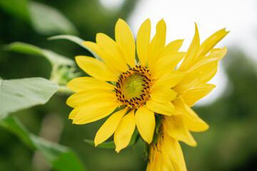 Bright yellow sunflower in full bloom with green leaves, captured outdoors in natural daylight against a soft sky background. Ideal for themes of nature, summer, growth, and positivity.