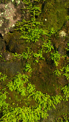 Rough-textured stone wall blanketed in moss, bathed in warm sunset light. A calm, earthy scene great for rustic aesthetics, zen environments, and wild nature concepts.