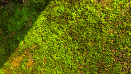 White frangipani flowers fallen on the ground in morning sunlight. Bright, tropical nature background perfect for spa, peace, and zen themes.