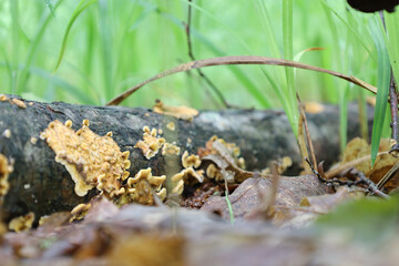 A close-up shot shows a wooden surface covered with small yellow formations, resembling fungi or eggs. They adhere tightly to the wood, creating an interesting texture.