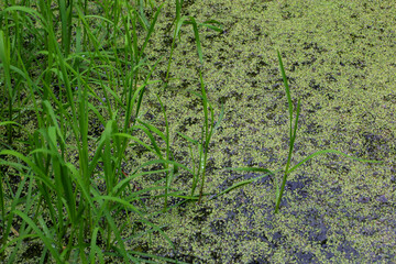 Small green plants grow densely on the water's surface, intertwined with tall grass that pushes...