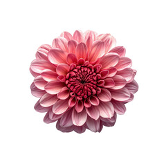Pink Dahlia Flower on Transparent Background - Close-Up Macro Photography