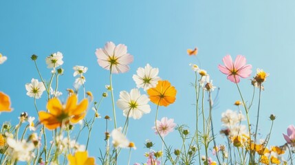 Vibrant cosmos flowers against a blue sky