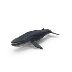  Blue Whale isolated on transparent background