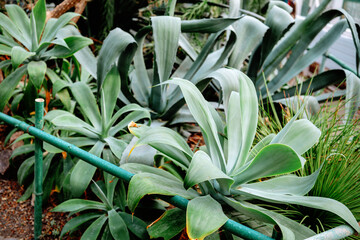 Obraz premium Green agaves thrive in a garden near a wooden fence in bright daylight