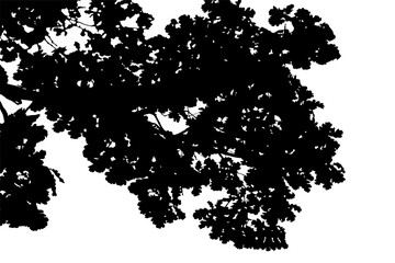 Illustration, silhouette of oak branch on transparent background